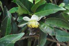 Camellia sinensis